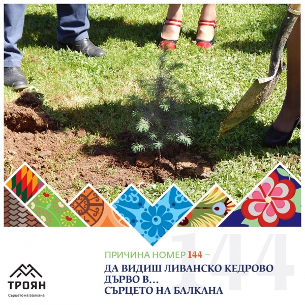 №144 - Да видиш ливанско кедрово дърво в... сърцето на Балкана