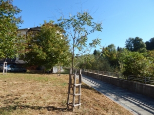 Китайски мехурник 1