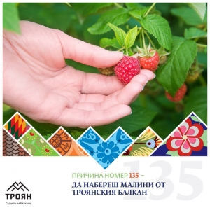 №135 - Да набереш малини от троянския балкан